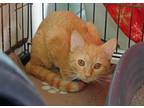 Adopt Frannie a Orange or Red Domestic Shorthair / Mixed Breed (Medium) / Mixed