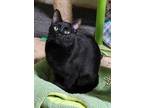 Adopt Will a All Black Domestic Shorthair / Mixed Breed (Medium) / Mixed (short