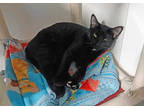Adopt Stewie a All Black Domestic Shorthair / Mixed Breed (Medium) / Mixed