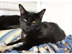 Adopt Lugosi a All Black Domestic Shorthair / Mixed Breed (Medium) / Mixed