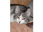 Adopt Ashley a Gray or Blue Domestic Shorthair / Mixed Breed (Medium) / Mixed