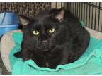 Adopt Chatterbox a All Black Domestic Shorthair / Mixed Breed (Medium) / Mixed