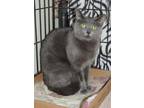 Adopt Sophia a Gray or Blue Domestic Shorthair / Mixed Breed (Medium) / Mixed