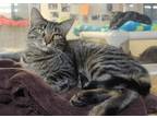 Adopt Randi a Brown Tabby Domestic Shorthair / Mixed Breed (Medium) / Mixed