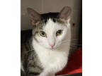 Adopt Oliver a Brown Tabby Domestic Shorthair / Mixed Breed (Medium) / Mixed