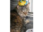 Adopt Dallas a Brown Tabby Domestic Shorthair / Mixed Breed (Medium) / Mixed