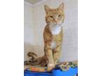 Adopt Tiger a Orange or Red Domestic Shorthair / Mixed Breed (Medium) / Mixed