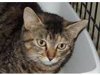 Adopt Tammy a Brown Tabby Domestic Shorthair / Mixed Breed (Medium) / Mixed