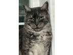 Adopt Mocha a Brown Tabby Domestic Shorthair / Mixed Breed (Medium) / Mixed