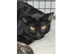 Adopt Shari a All Black Domestic Shorthair / Mixed Breed (Medium) / Mixed (short