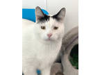 Adopt Franz a White American Shorthair / Mixed Breed (Medium) / Mixed (short