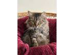 Adopt Cecily a Brown Tabby Domestic Mediumhair / Mixed Breed (Medium) / Mixed