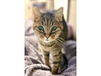 Adopt Mamacita a Brown Tabby Domestic Shorthair / Mixed Breed (Medium) / Mixed