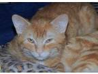 Adopt Billy a Orange or Red Domestic Shorthair / Mixed Breed (Medium) / Mixed