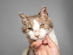 Adopt Misty a White Domestic Shorthair / Mixed Breed (Medium) / Mixed (short