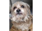 Adopt Rhea a Brown/Chocolate Poodle (Miniature) / Shih Tzu / Mixed (short coat)