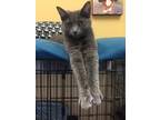 Adopt Missy a Gray or Blue Domestic Shorthair / Mixed Breed (Medium) / Mixed