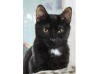 Adopt Cinder a All Black Domestic Shorthair / Mixed Breed (Medium) / Mixed