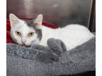 Adopt Snowy a White Domestic Shorthair / Mixed Breed (Medium) / Mixed (short