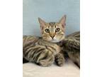Adopt KitKat a Brown Tabby Domestic Shorthair / Mixed Breed (Medium) / Mixed