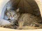 Adopt Sebastian a Brown Tabby Domestic Longhair / Mixed Breed (Medium) / Mixed