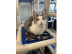 Adopt May 3 a Gray or Blue Domestic Shorthair / Mixed Breed (Medium) / Mixed