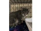 Adopt Ken 3 a Gray or Blue Domestic Shorthair / Mixed Breed (Medium) / Mixed