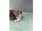 Adopt Catzilla a Gray or Blue Domestic Shorthair / Mixed Breed (Medium) / Mixed