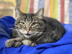 Adopt Georgie a Brown Tabby Domestic Shorthair / Mixed Breed (Medium) / Mixed