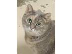 Adopt Bella a Gray or Blue Domestic Shorthair / Mixed Breed (Medium) / Mixed