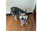 Adopt Grizzly a Black Husky / Mixed Breed (Medium) / Mixed (short coat) dog in