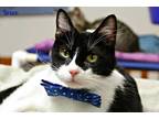 Adopt Bruce a All Black Domestic Shorthair / Mixed Breed (Medium) / Mixed (short