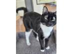 Adopt Puddin* a All Black Domestic Mediumhair / Mixed Breed (Medium) / Mixed