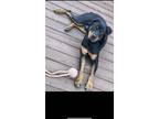 Adopt Kobe a Black - with Tan, Yellow or Fawn Rottweiler / Mixed dog in
