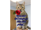 Adopt Nala (Menew) a Brown Tabby Domestic Shorthair / Mixed Breed (Medium) /