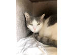 Adopt PECOS a White Domestic Shorthair / Mixed Breed (Medium) / Mixed (short