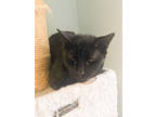 Adopt Smut a All Black Domestic Shorthair / Mixed Breed (Medium) / Mixed (short