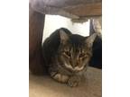 Adopt BENNIE a Brown Tabby Domestic Shorthair / Mixed Breed (Medium) / Mixed