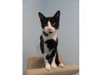 Adopt Doodlebug a All Black Domestic Shorthair / Mixed Breed (Medium) / Mixed