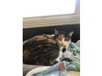 Adopt SHASTA a White Domestic Shorthair / Mixed Breed (Medium) / Mixed (short