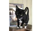 Adopt FIESTY a All Black Domestic Shorthair / Mixed Breed (Medium) / Mixed