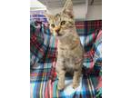 Adopt Honey Boo Boo a Brown Tabby Domestic Shorthair / Mixed Breed (Medium) /