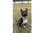 Adopt Lucas a Black Mixed Breed (Small) / Mixed Breed (Medium) / Mixed (short