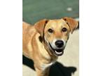 Adopt Lotus a Brown/Chocolate Golden Retriever / Mixed Breed (Medium) / Mixed