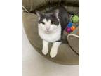Adopt Luke Skywhisker a Gray or Blue Domestic Shorthair / Mixed Breed (Medium) /