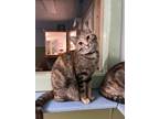 Adopt Emma a White Domestic Shorthair / Mixed Breed (Medium) / Mixed (short