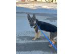 Adopt Wick a Tan/Yellow/Fawn German Shepherd Dog / Mixed Breed (Medium) / Mixed