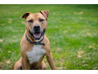 Adopt Irwin a Brown/Chocolate Black Mouth Cur / Mixed Breed (Medium) / Mixed