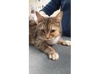 Adopt Carla a Brown Tabby Domestic Shorthair / Mixed Breed (Medium) / Mixed