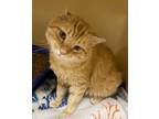 Adopt Scruffy a Orange or Red Domestic Mediumhair / Mixed Breed (Medium) / Mixed